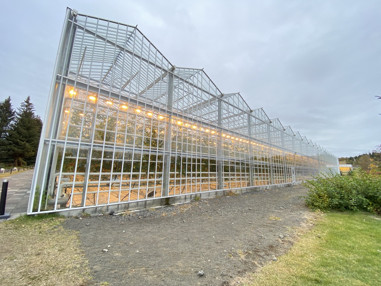 The long glass tomato greenhouse at Fridheimar, lit from within