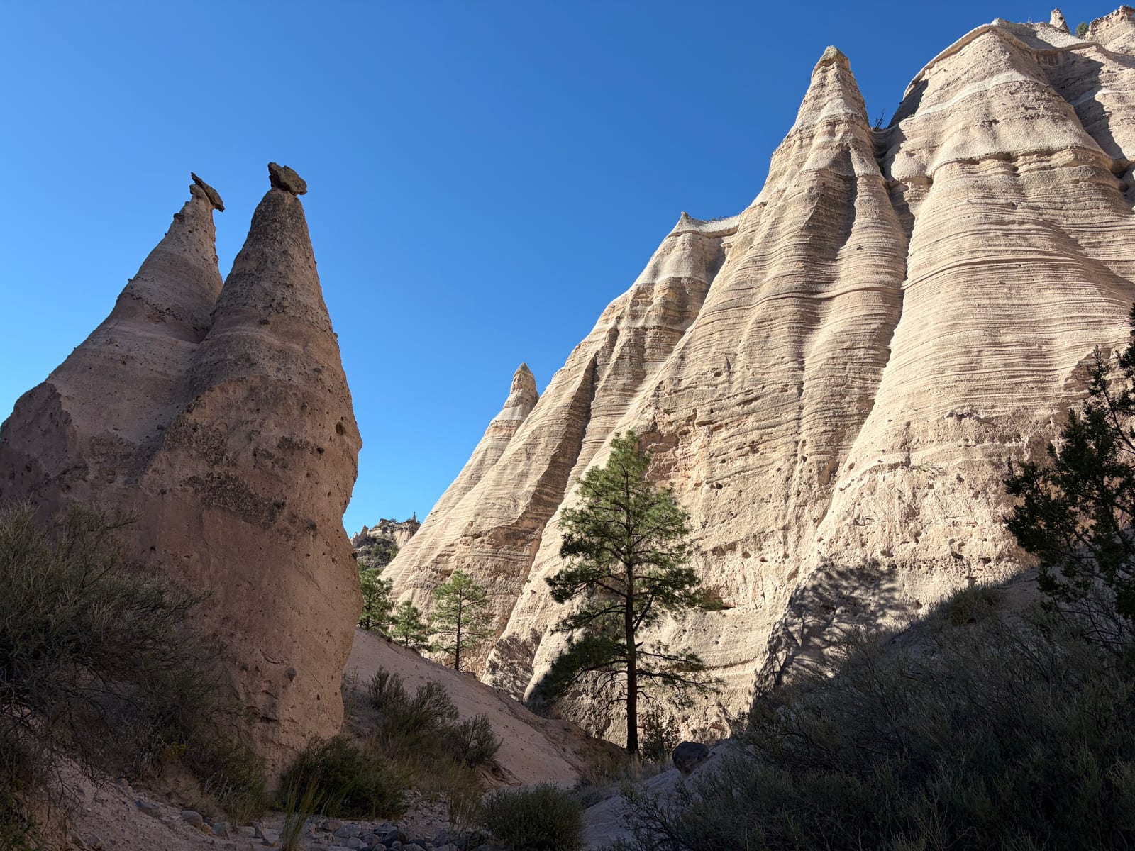 Tall pale hoodoos and ponderosa pines against a deep blue sky